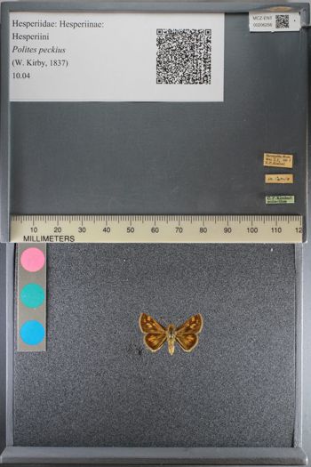 Media type: image;   Entomology 206256